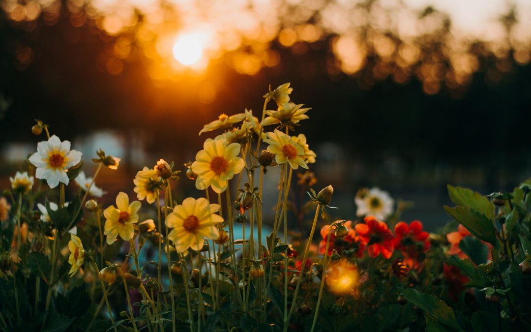 La Rivoluzione dei Fiori